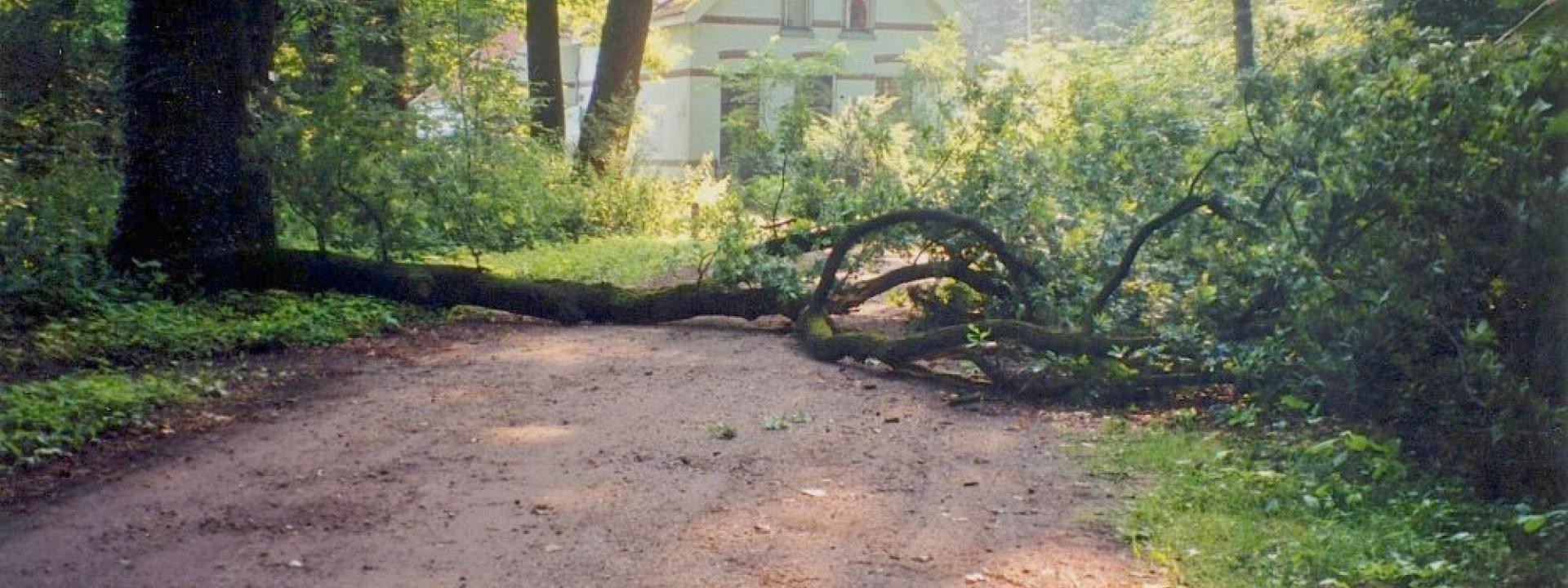 Bos met omgevallen boom
